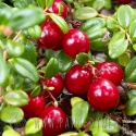 Klikva velkoplodá bio (jako brusinka), bez cukru, 100 g